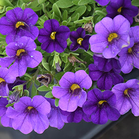 Cabaret Midnight Blue Calibrachoa