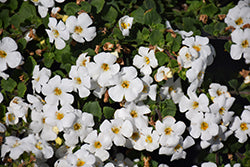 MegaCopa White Bacopa