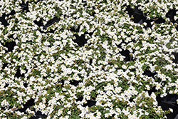 MegaCopa White Bacopa
