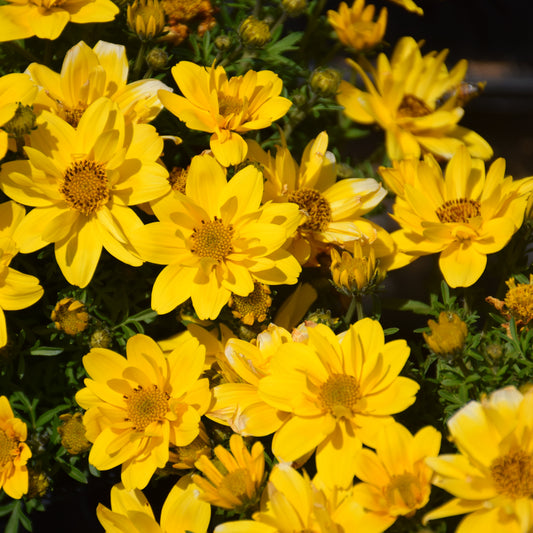 Sun Drop Double Yellow Bidens