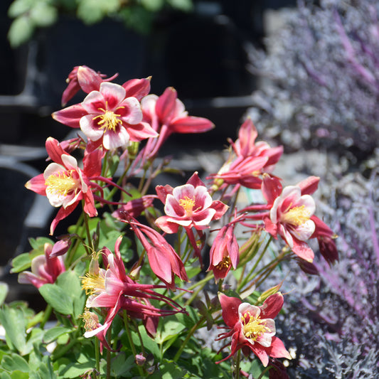 Kirigami Red and White Columbine (Aquilegia)