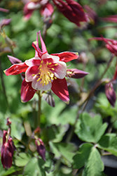 Kirigami Red and White Columbine (Aquilegia)