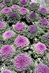 Nagoya Red Ornamental Kale