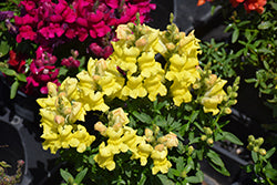 Snaptastic Yellow Snapdragon