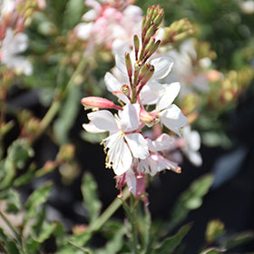 Belleza White Gaura
