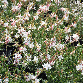 Belleza White Gaura