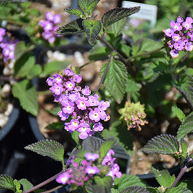 Lavender Trailing Lantana 4.5"