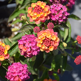 Lucky Sunrise Rose Lantana