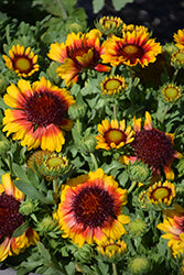 Spintop Red Starburst Blanket Flower (Gaillardia)