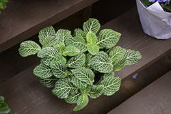 White Nerve Plant (Fittonia)