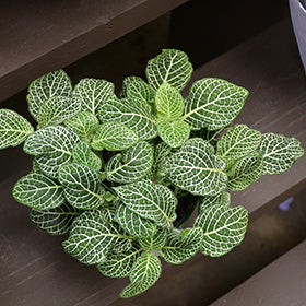 White Nerve Plant (Fittonia)