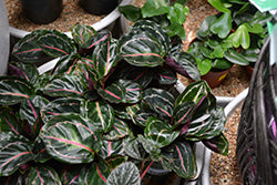 Rose Painted Calathea (Rosy)