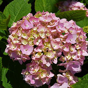 Dear Dolores Hydrangea