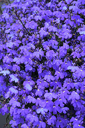 Laguna Dark Blue Lobelia PW