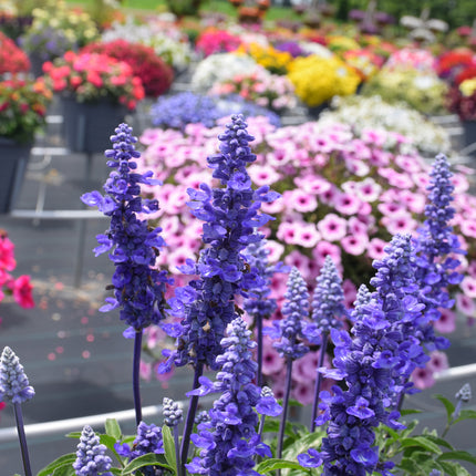 Unplugged So Blue Salvia