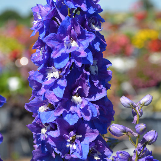Desante Blue Larkspur (Delphinium)