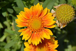 Mesa Peach Blanket Flower (Gaillardia)