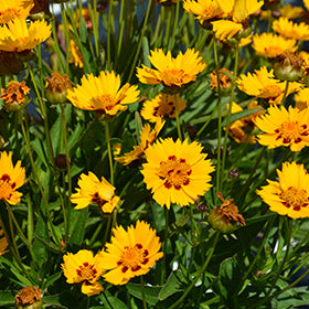 Sunfire Tickseed (Coreopsis)