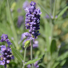 Aromatico Blue Lavender