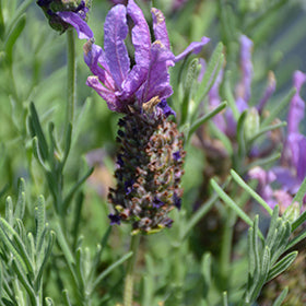 Laveanna Grand Purple Lavender