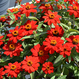 Profusion Red Zinnia