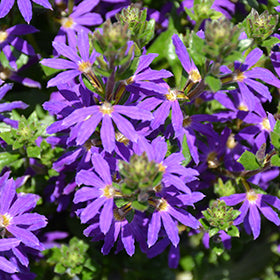 Surdiva Blue Violet Fan Flower (Scaevola)