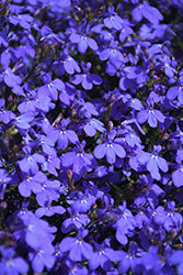 Techno Electric Blue Lobelia