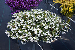 Techno White Lobelia