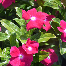 Cora XDR Cranberry (Vinca)