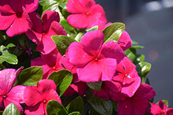 Cora XDR Deep Strawberry (Vinca)
