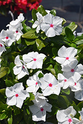 Cora XDR Polka Dot (Vinca)