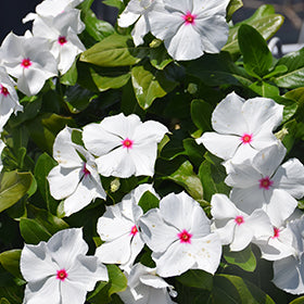 Cora XDR Polka Dot (Vinca)