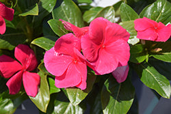 Cora XDR Punch (Vinca)