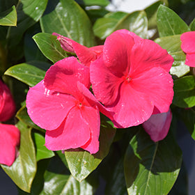 Cora XDR Punch (Vinca)