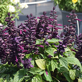Mojave Purple Salvia