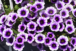 Superbells Blue Moon Punch PW (Calibrachoa)