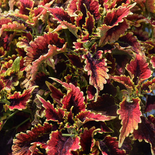El Brighto Coleus PW