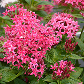 Graffiti Flirty Pink Star Flower (Pentas)