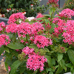 Graffiti Flirty Pink Star Flower (Pentas)