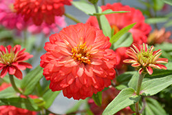 Dreamland Zinnia 3.5"