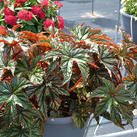 Gryphon Rex Begonia