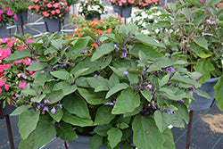 Patio Baby Eggplant