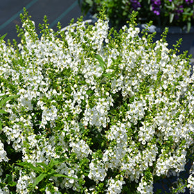 Serena White Angelonia