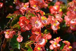 BabyWing Bicolor Begonia