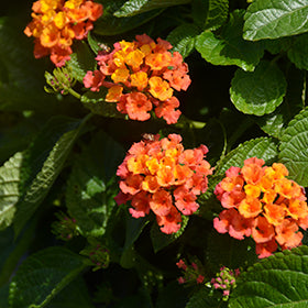 Havana Harvest Moon Lantana