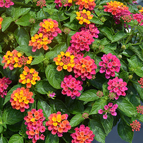Havana Pink Sky Lantana