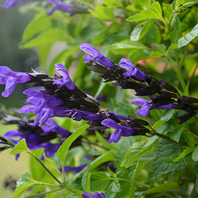 Hummingbird Falls Sage (Salvia)