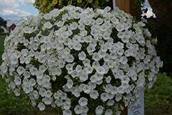 Supertunia Mini Vista White Petunia PW