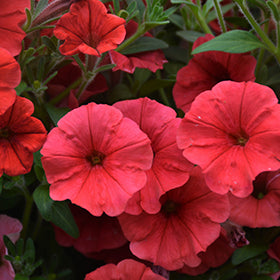 Supertunia Mini Vista Scarlet Petunia PW