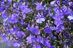Laguna Dark Blue Lobelia PW